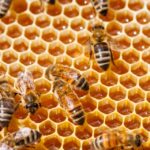Origine e storia dell’apicoltura in Sicilia