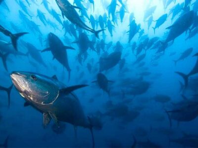 La lavorazione del tonno in Sicilia
