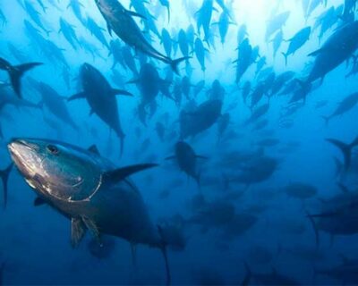 La lavorazione del tonno in Sicilia
